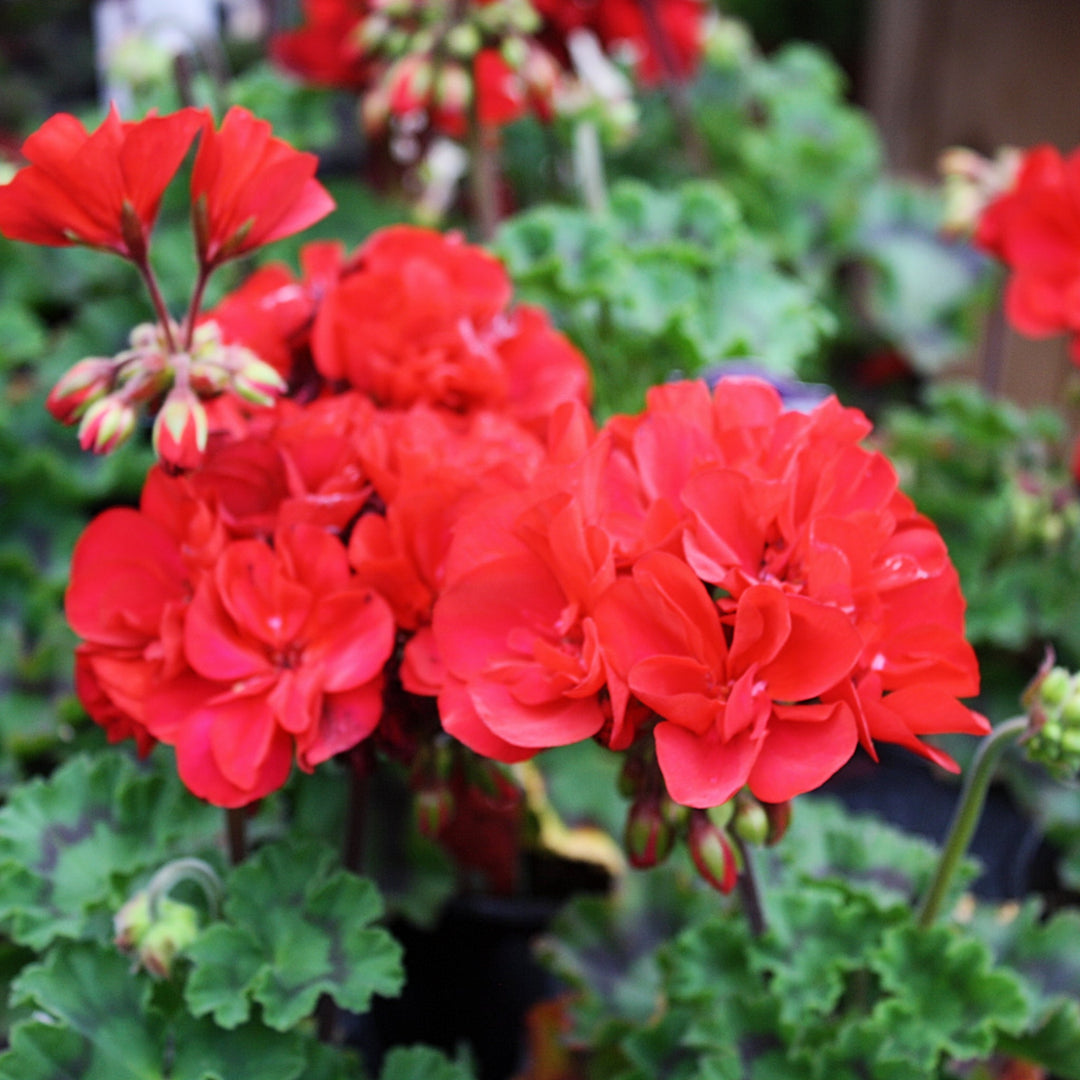 Pelargonium x hortorum 'Tospresdared' Presto™ Dark Red Zonal Geranium, 1 Quart Annual