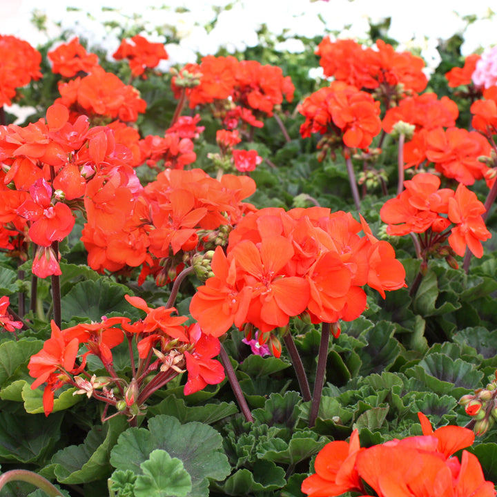 Pelargonium x hortorum 'Tospresora' Presto™ Orange Zonal Geranium, 1 Quart Annual