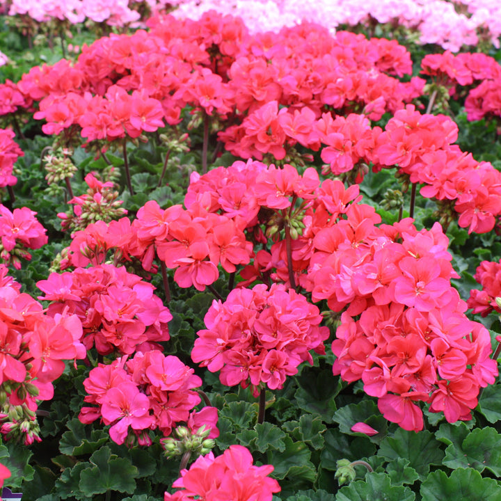 Pelargonium x hortorum 'Tospresvioim' Presto™ Violet Zonal Geranium, 1 Quart Annual