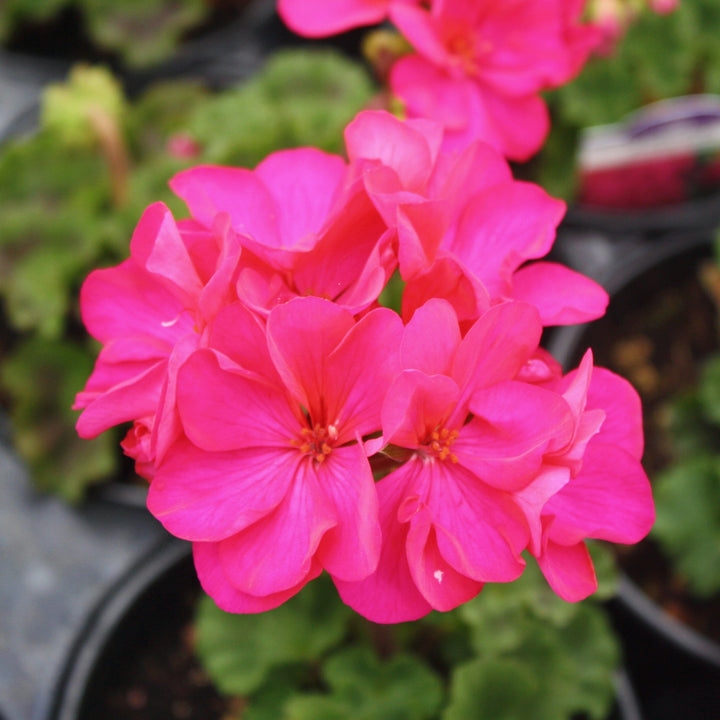 Pelargonium x hortorum 'Tospresvioim' Presto™ Violet Zonal Geranium, 1 Quart Annual