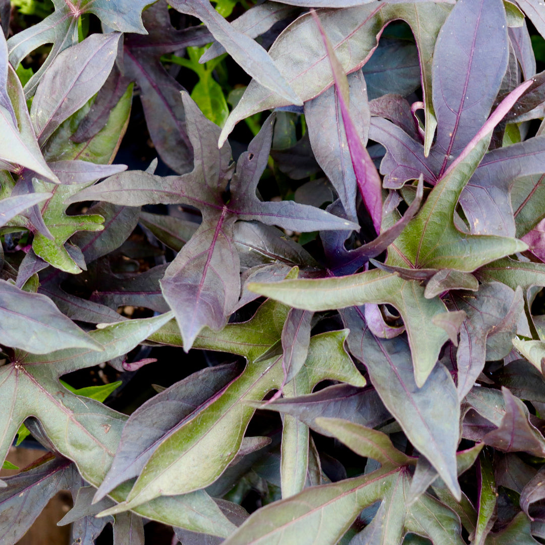 Sweet Potato Vine