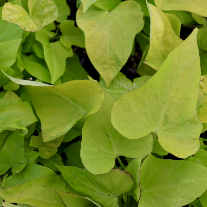 Sweet Potato Vine
