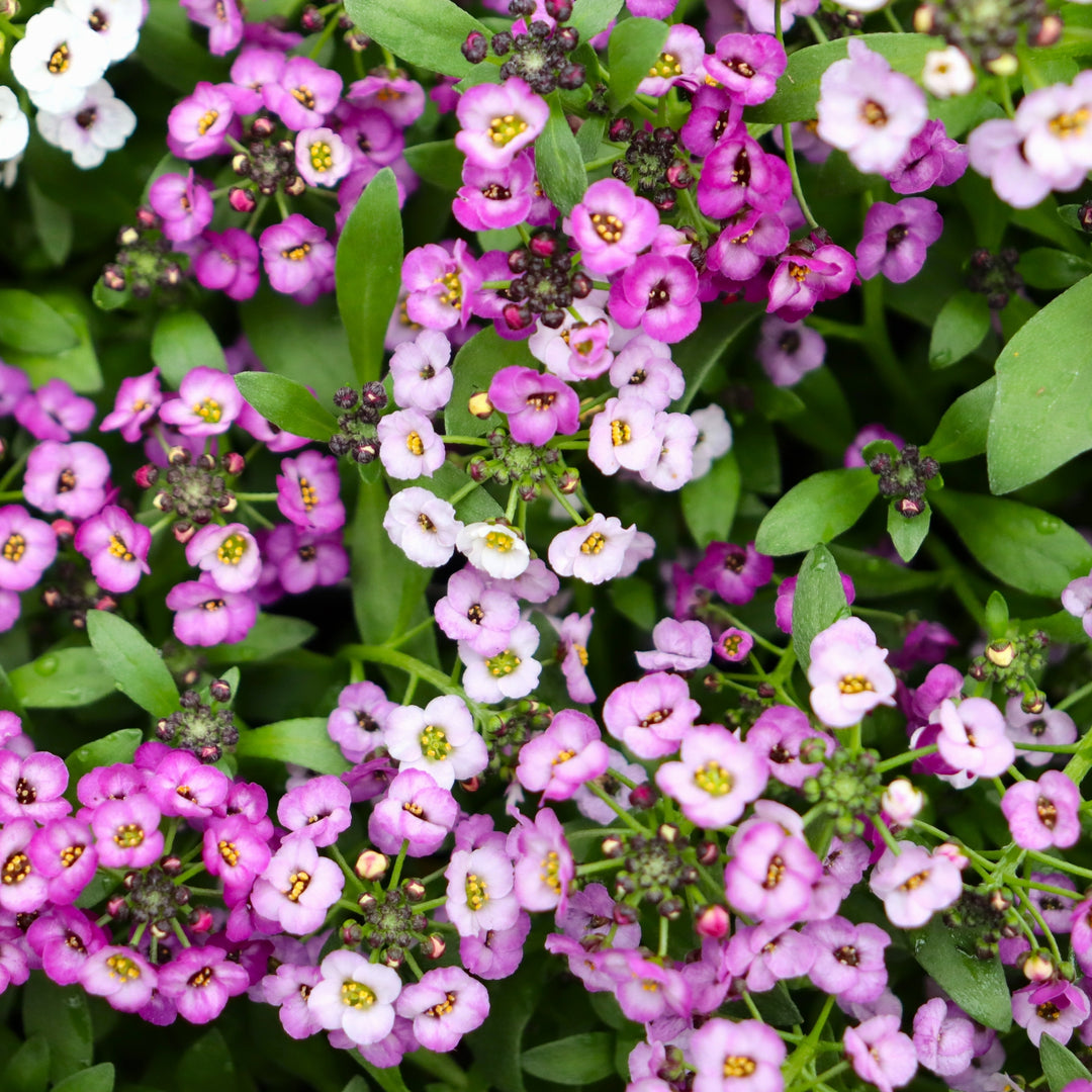 Lobularia maritima 'PAS501342' US7915504 Clear Crystal® Purple Shades Sweet Alyssum, 3-Pack Annual