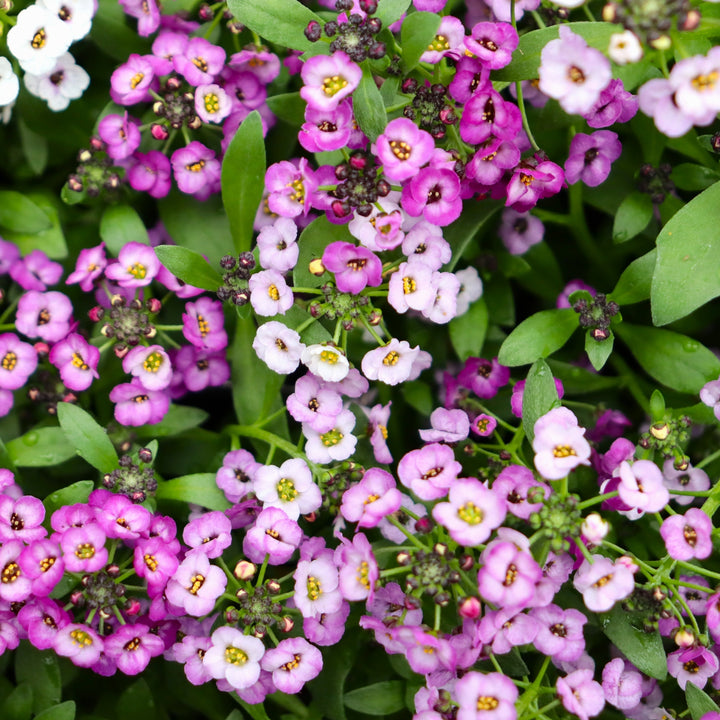 Lobularia maritima 'PAS501342' US7915504 Clear Crystal® Purple Shades Sweet Alyssum, 3-Pack Annual