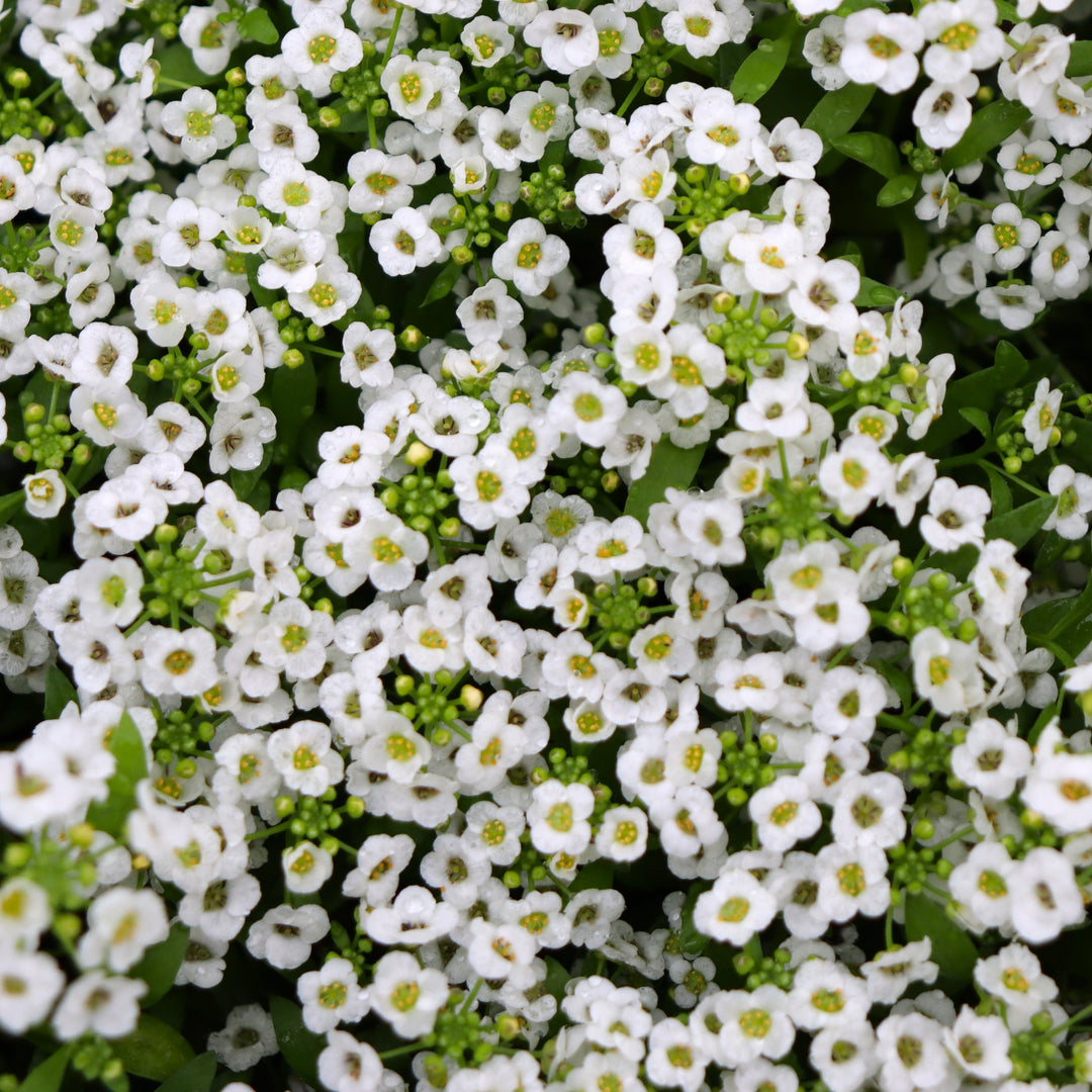 Lobularia maritima 'PAS501344' US7915504 Clear Crystal® White Sweet Alyssum, 3-Pack Annual