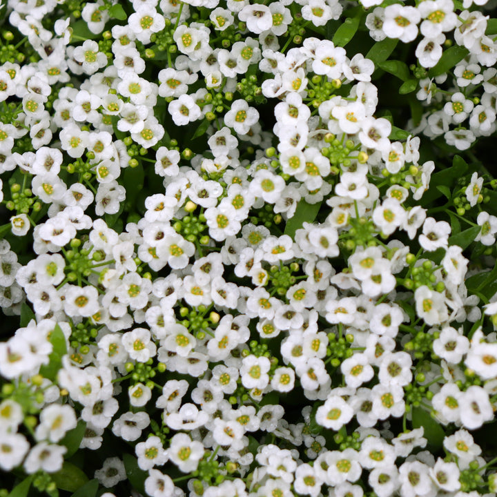 Lobularia maritima 'PAS501344' US7915504 Clear Crystal® White Sweet Alyssum, 3-Pack Annual