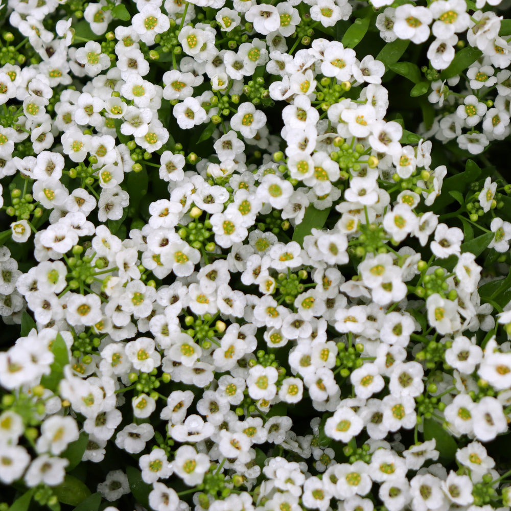 Lobularia maritima 'White' Sweet Alyssum, 3-Pack Annuals