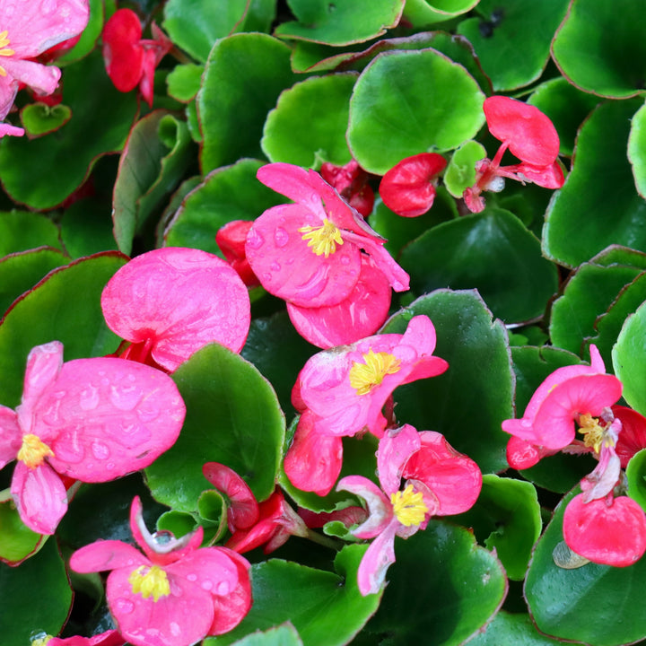 Begonia semperflorens 'Prelude Pink' Wax Begonia, 3-Pack Annual
