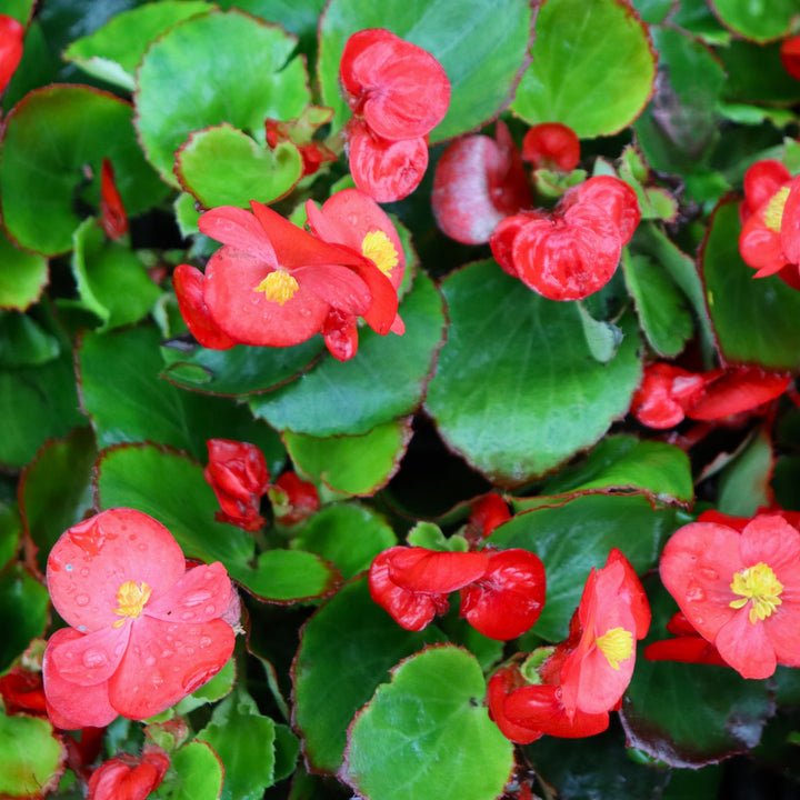 Begonia semperflorens 'Prelude Scarlet' Wax Begonia, 3-Pack Annual