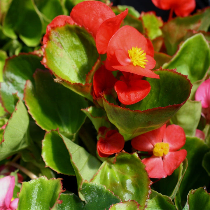 Begonia semperflorens 'Prelude Mix' Wax Begonia, 3-Pack Annual