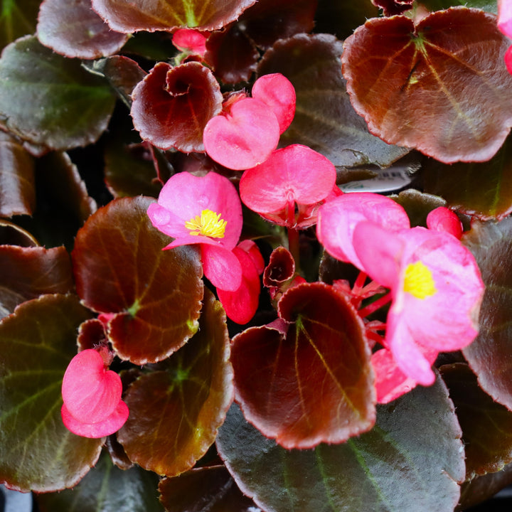Begonia x semperflorens 'Harmony Pink' Wax Begonia, 3-Pack Annual
