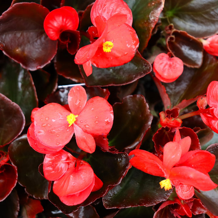 Begonia x semperflorens-cultorum 'Harmony Scarlet' Wax Begonia, 3-Pack Annual