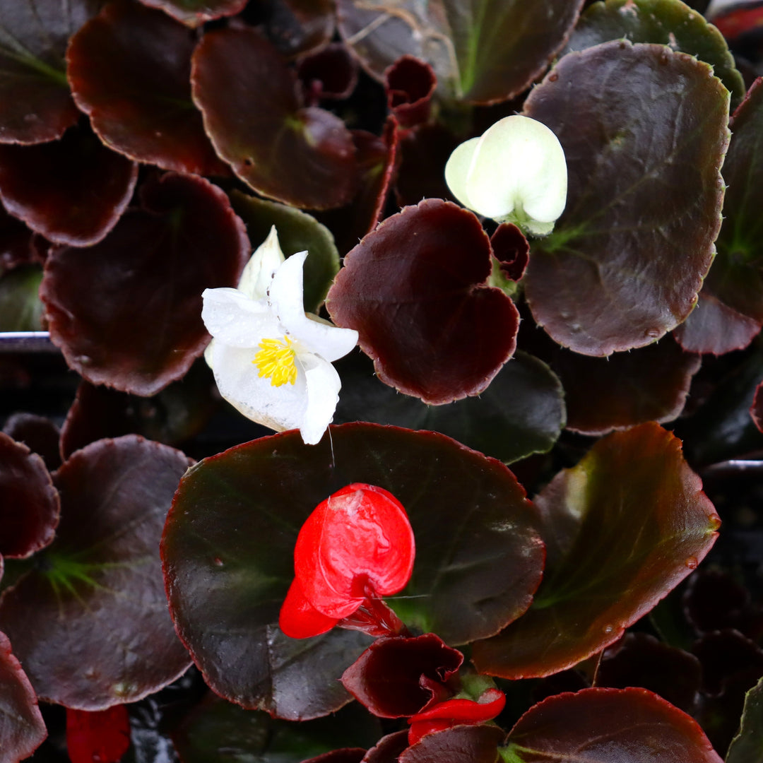 Begonia x semperflorens-cultorum 'Harmony Mix' Wax Begonia, 3-Pack Annual