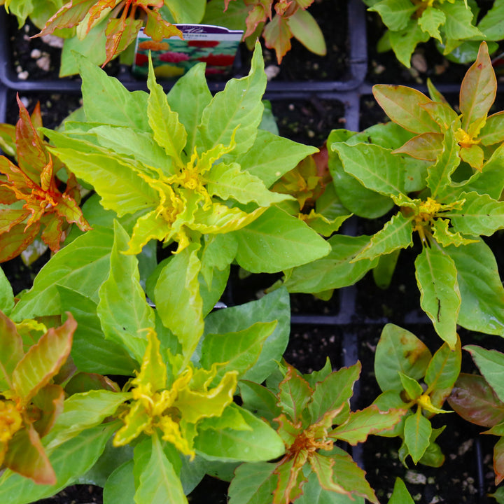 Celosia argentea 'Glorious Mix' Celosia, 3-Pack Annual