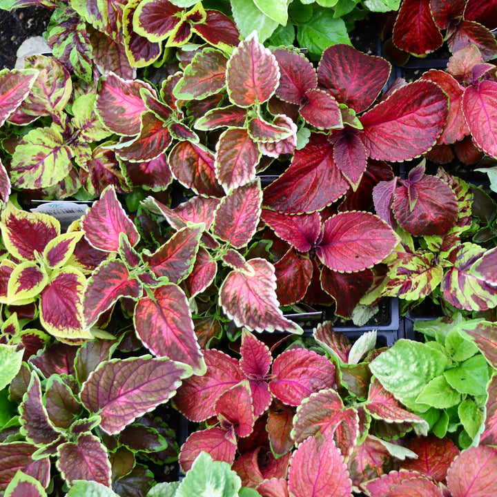 Plectranthus scutellarioides 'Wizard Mix' Coleus, 3-Pack Annual