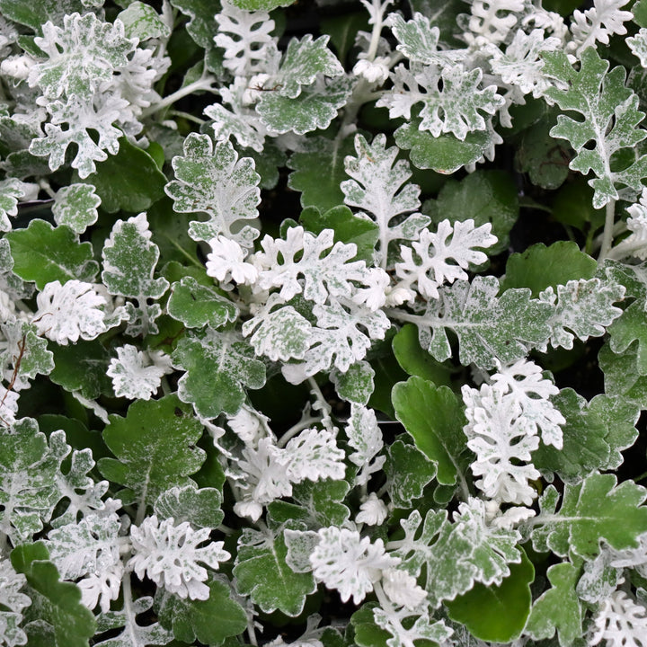 Jacobaea maritima Dusty Miller, 3-Pack Annual