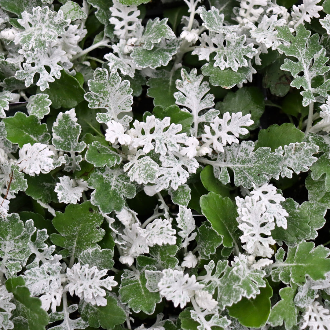Jacobaea maritima Dusty Miller, 3-Pack Annuals