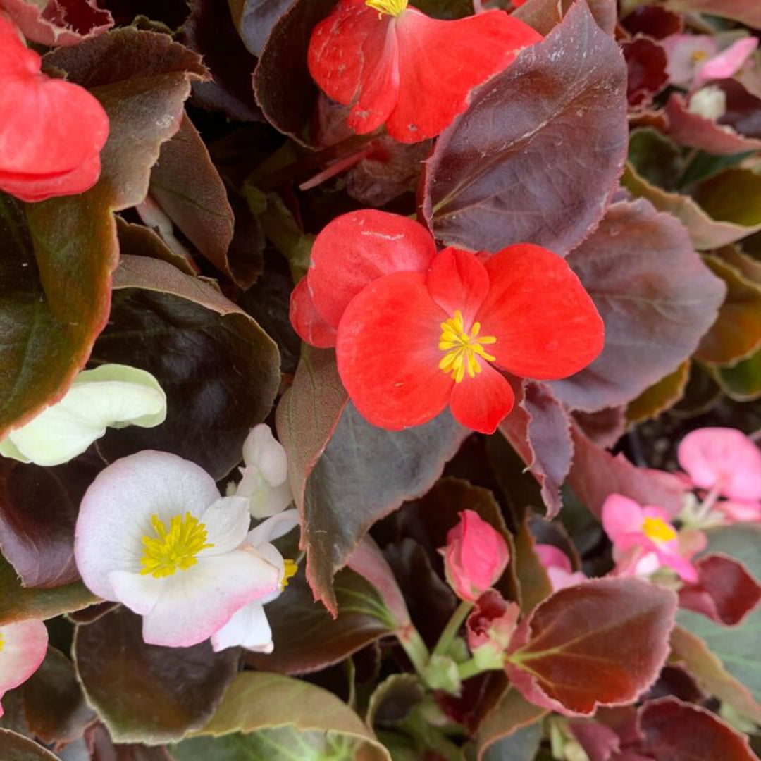 Begonia x semperflorens-cultorum 'Harmony Mix' Wax Begonia, 1 Quart Annual