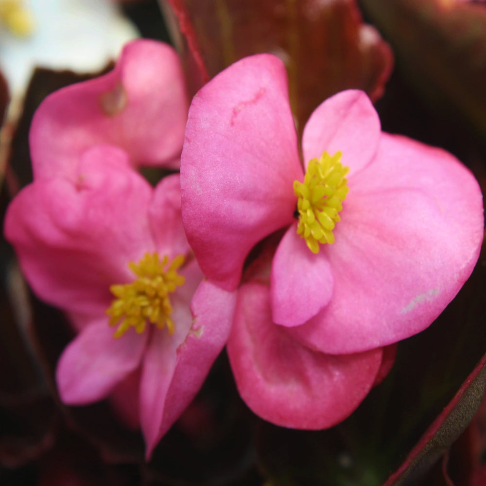 Begonia x semperflorens 'Harmony Pink' Wax Begonia, 1 Quart Annual