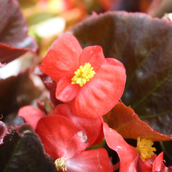 Begonia x semperflorens-cultorum 'Harmony Scarlet' Wax Begonia, 1 Quart Annual