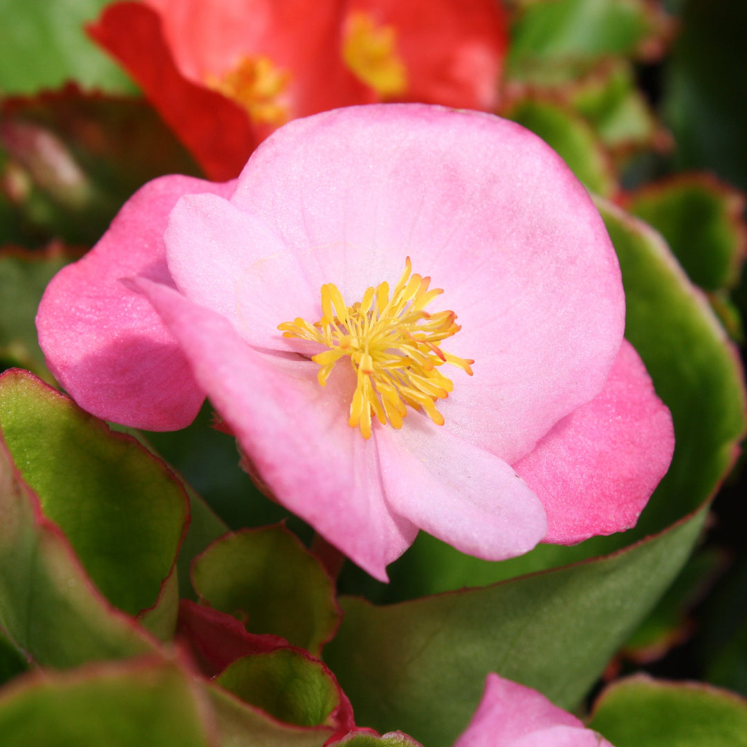 Begonia semperflorens 'Prelude Pink' Wax Begonia, 1 Quart Annual