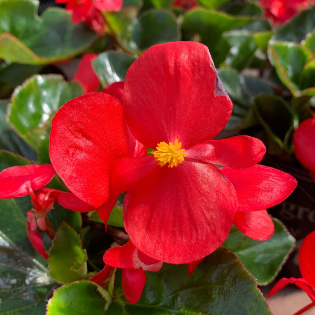 Begonia semperflorens 'Prelude Scarlet' Wax Begonia, 1 Quart Annual