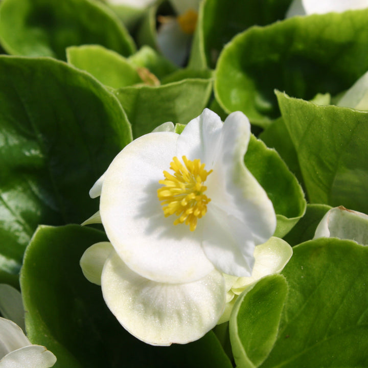 Begonia semperflorens 'Prelude White' Wax Begonia, 1 Quart Annual