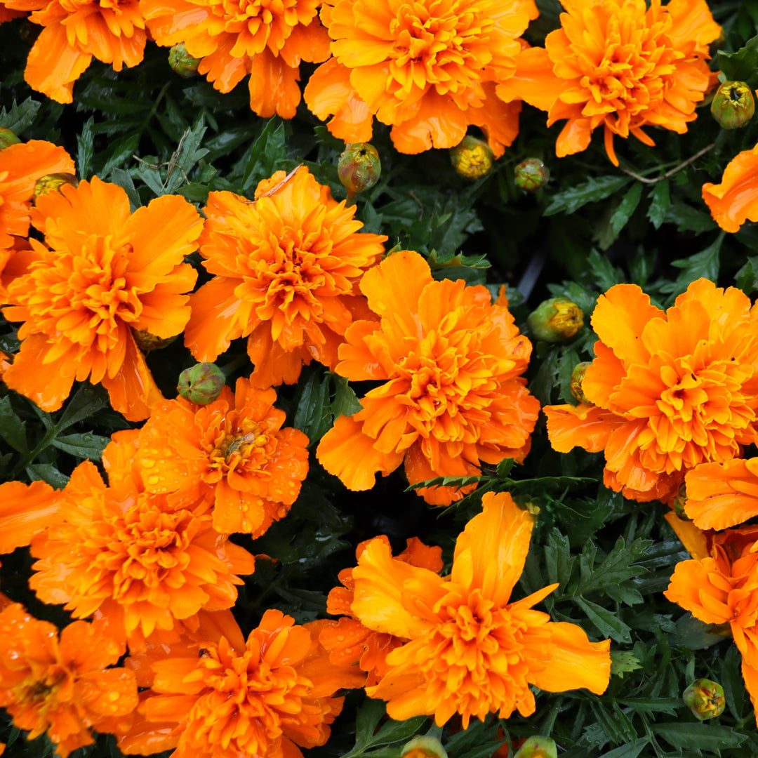 Tagetes patula 'PAS1220004' Bonanza™ Deep Orange Marigold, 3-Pack Annual