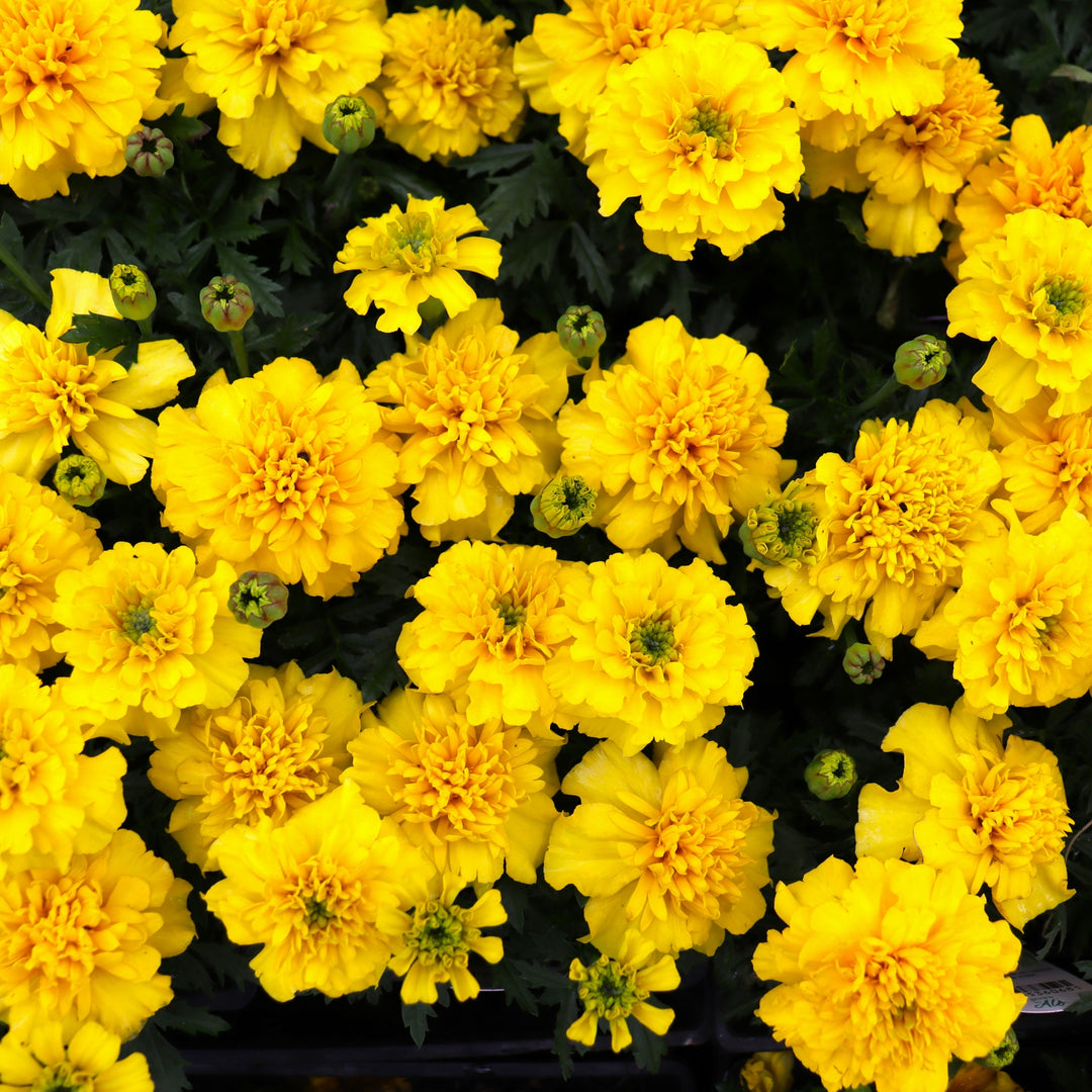 Tagetes patula 'Bonanza Yellow' Marigold, 3-Pack Annuals