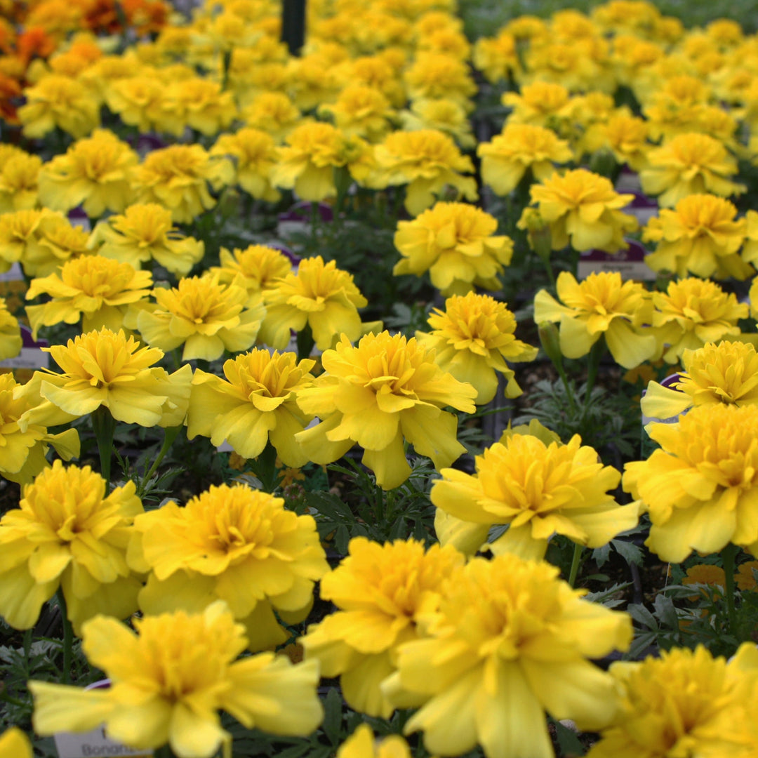 Tagetes patula 'PAS2276' Bonanza™ Yellow Marigold, 3-Pack Annual