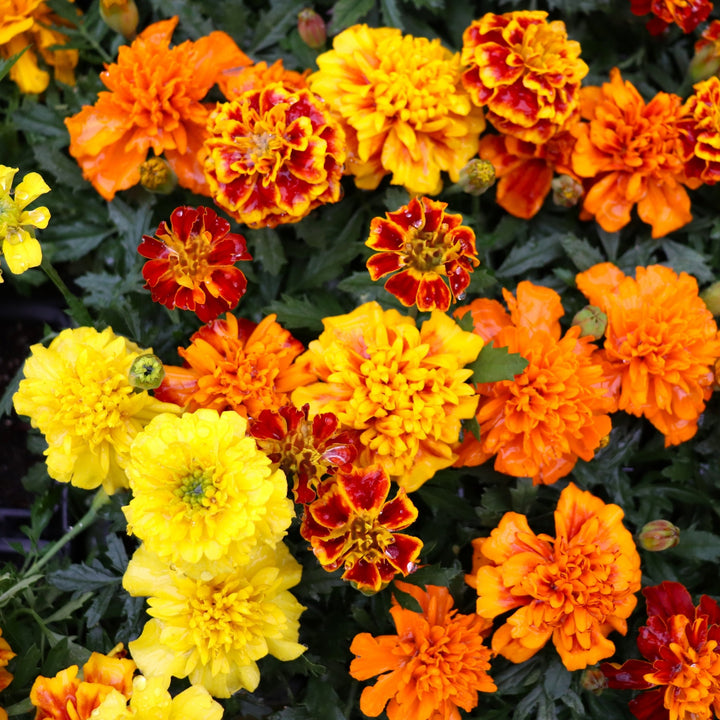 Tagetes patula 'Bonanza Mix' Bonanza™ Mix Marigold, 3-Pack Annual