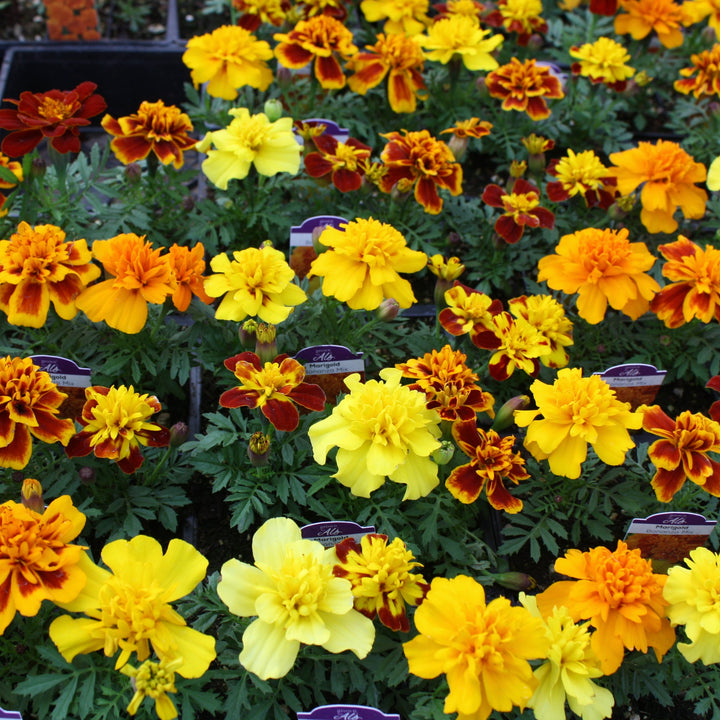Tagetes patula 'Bonanza Mix' Bonanza™ Mix Marigold, 3-Pack Annual