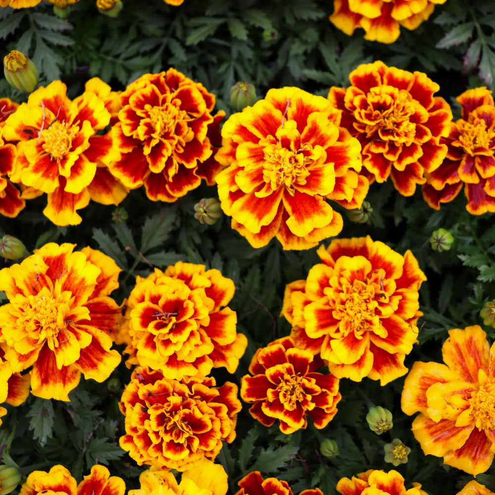 Tagetes patula 'Durango Bee' Marigold, 3-Pack Annuals