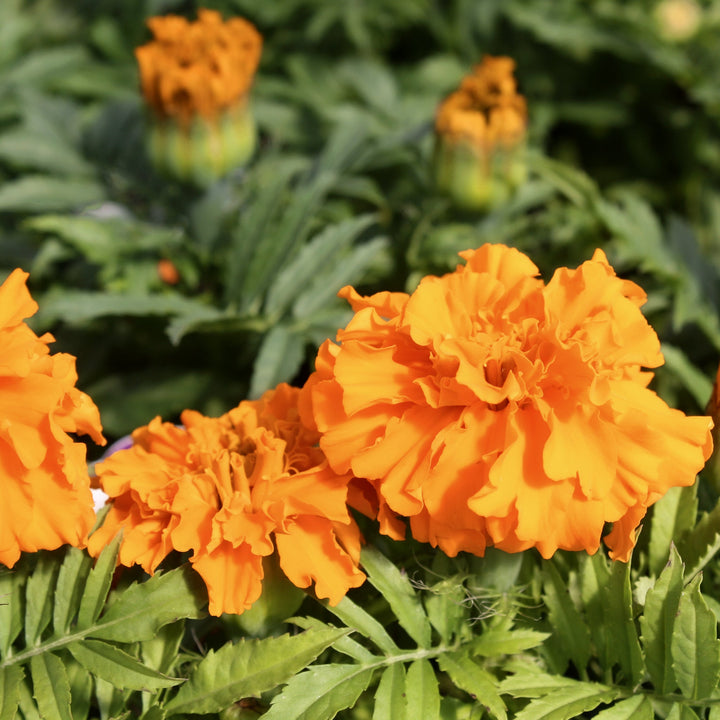 Tagetes patula 'Garden Joy Orange' Marigold, 3-Pack Annual