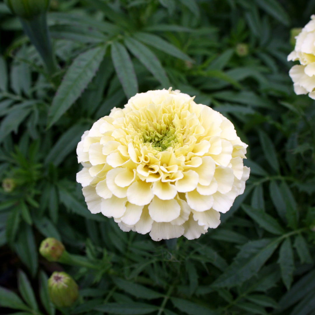 Tagetes patula 'Garden Joy Vanilla' Marigold, 3-Pack Annual