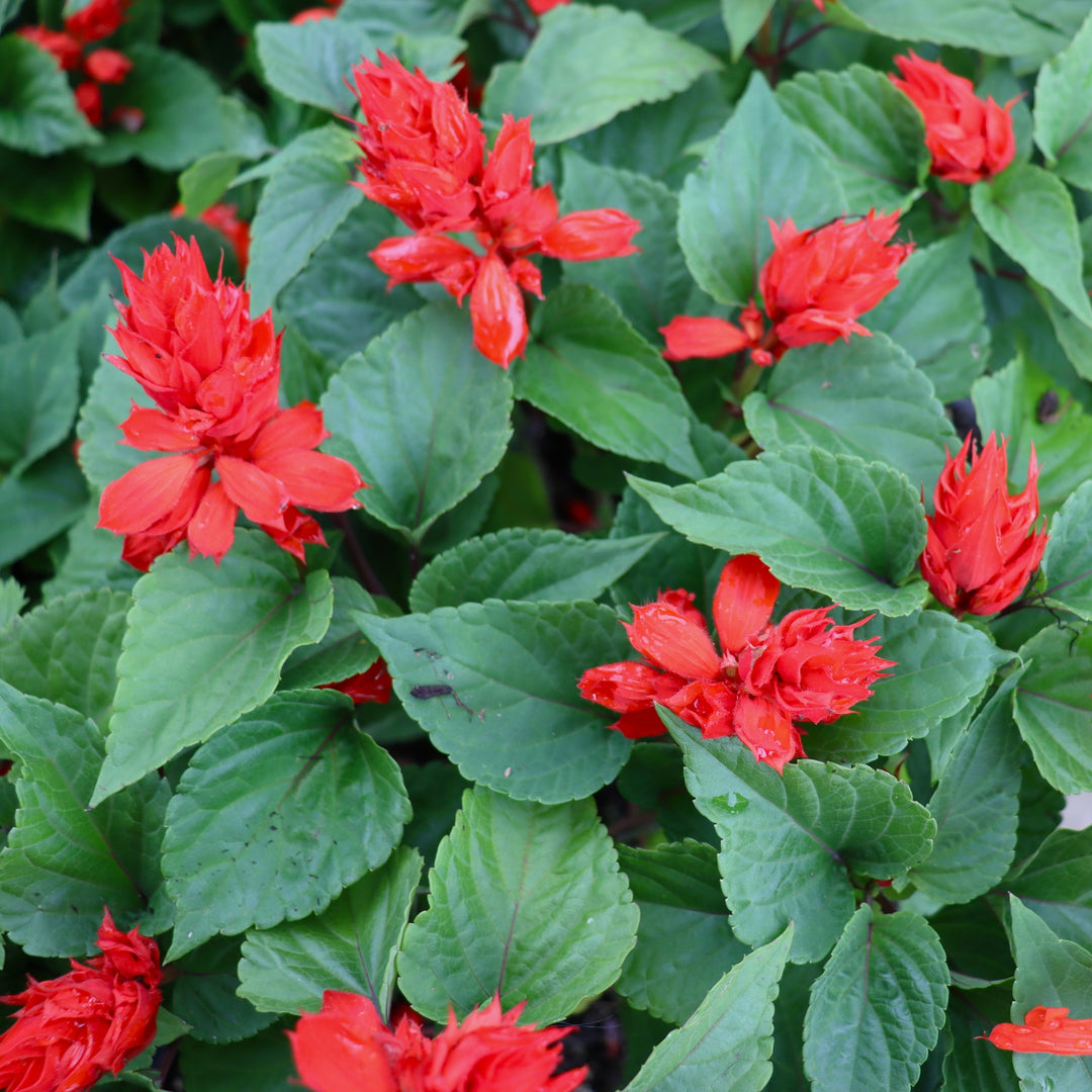 Salvia splendens 'PAS3285' Vista™ Red Scarlet Sage, 3-Pack Annual