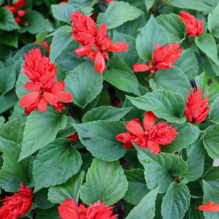 Salvia splendens 'PAS3285' Vista™ Red Scarlet Sage, 3-Pack Annual