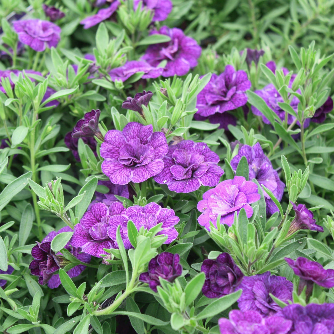 Calibrachoa x 'KLECA15269' MiniFamous® Neo Double Dark Blue Calibrachoa, 4 Inch Annual
