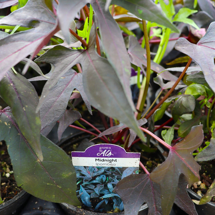 Ipomoea batatas 'NCORNSP-011MNLC' PP21743 Illusion® Midnight Lace Sweet Potato Vine, 4 Inch Annual