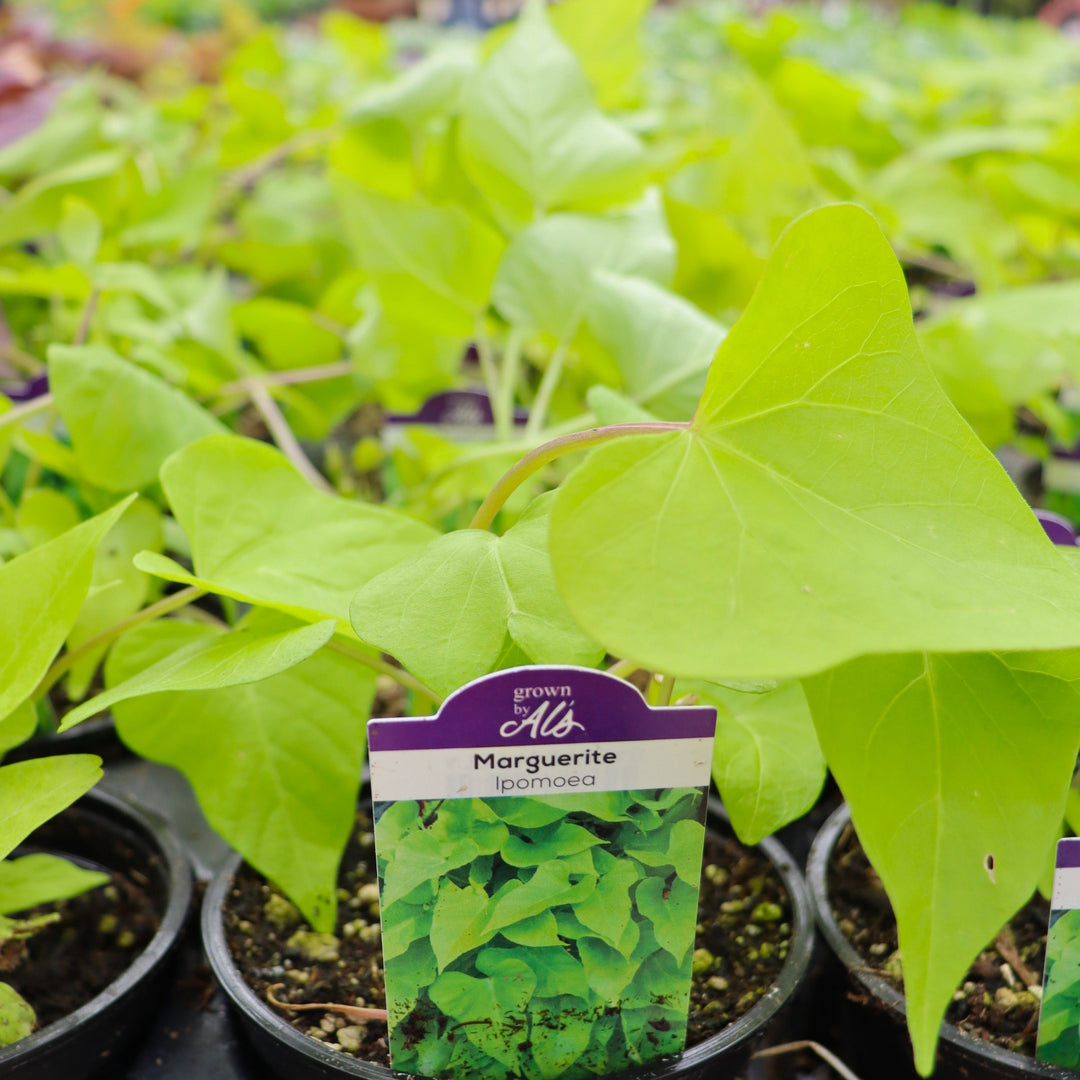 Ipomoea batatas 'Marguerite' Sweet Potato Vine, 4 Inch Annual