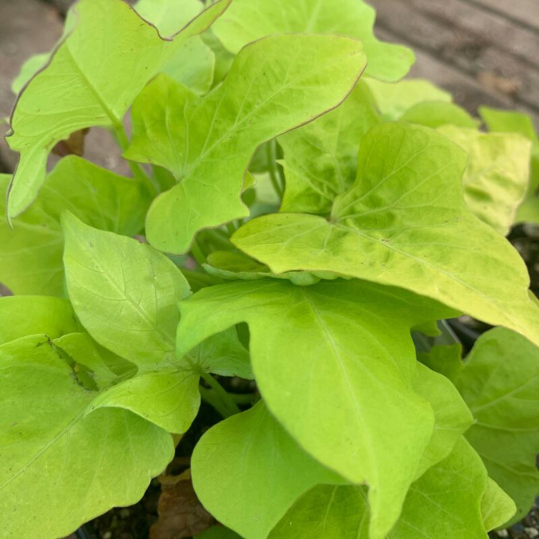 Ipomoea batatas 'Marguerite' Sweet Potato Vine, 4 Inch Annual