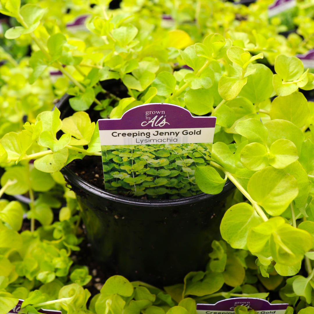 Lysimachia nummularia 'Aurea' Creeping Jenny, 4 Inch Annual