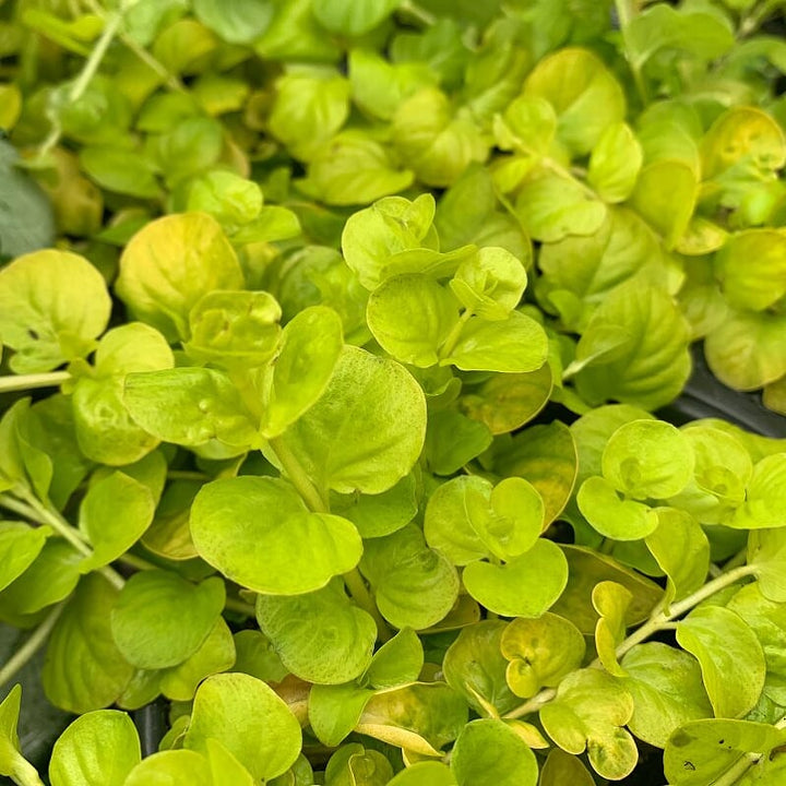 Lysimachia nummularia 'Aurea' Creeping Jenny, 4 Inch Annual