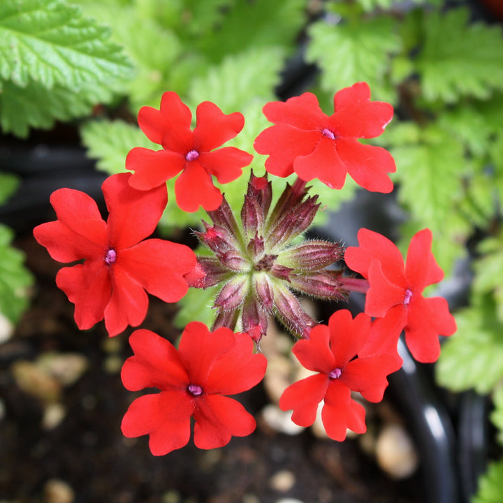 Verbena x 'Lan Reda07' PP18986 Lanai® Red Verbena, 4 Inch Annual