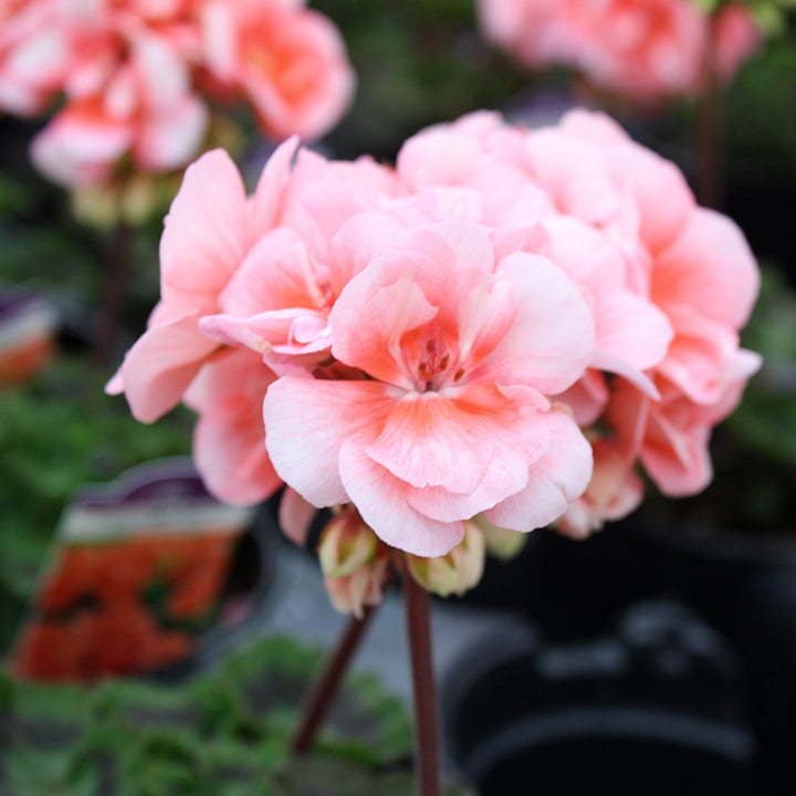 Pelargonium x hortorum 'TOSTE0068' Presto™ Salmon Zonal Geranium, 1 Quart Annual