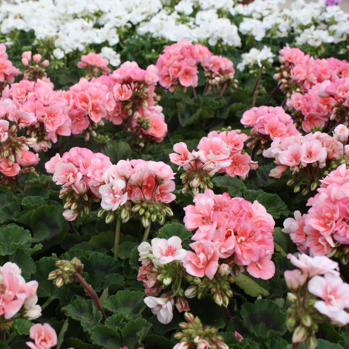 Pelargonium x hortorum 'TOSTE0068' Presto™ Salmon Zonal Geranium, 1 Quart Annual