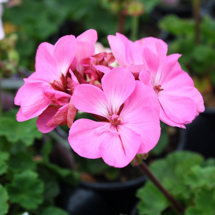 Pelargonium x hortorum 'TOSTC0274' Presto™ Pink Zonal Geranium, 1 Quart Annual