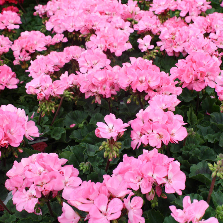 Pelargonium x hortorum 'TOSTC0274' Presto™ Pink Zonal Geranium, 1 Quart Annual