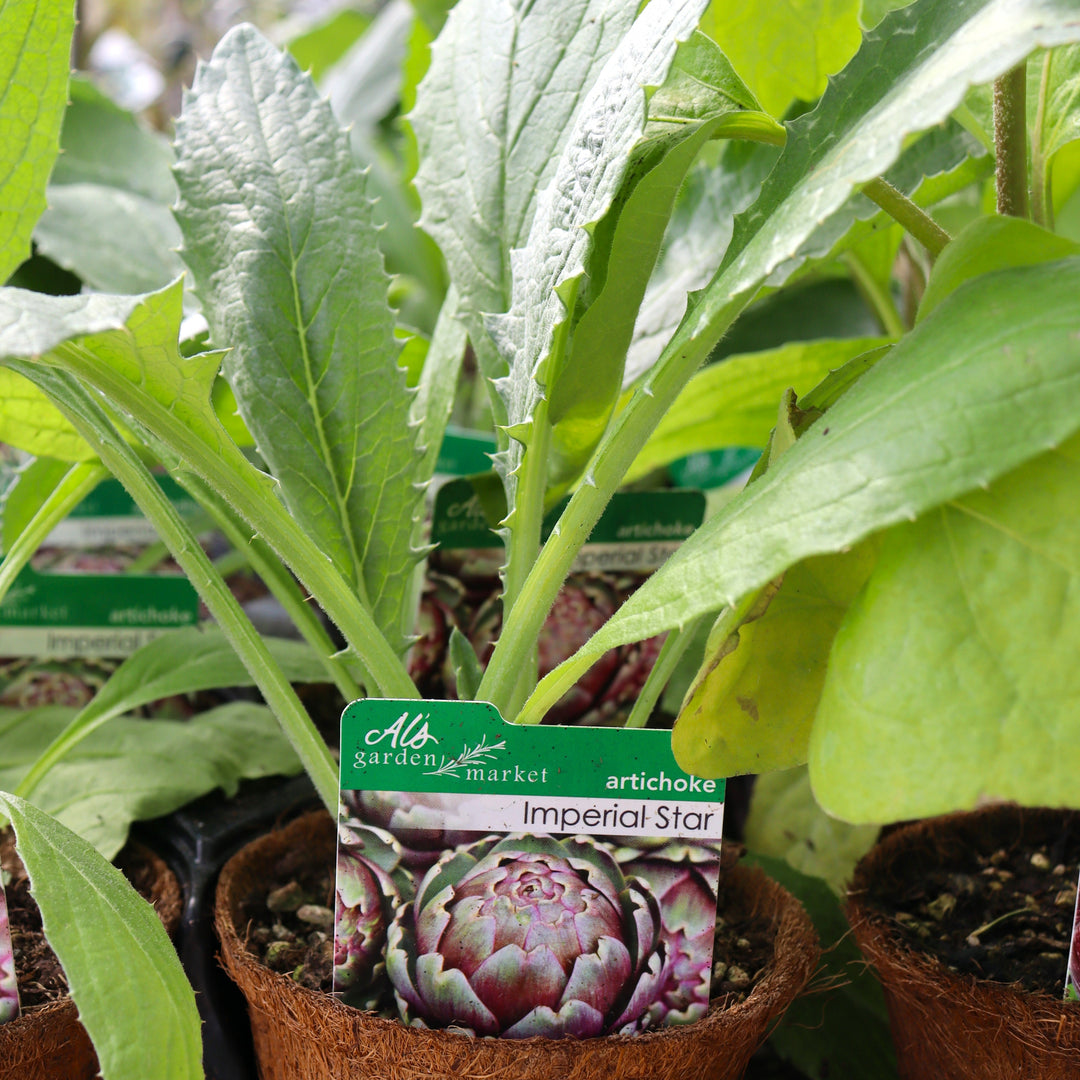 Cynara spp. 'Imperial Star' Artichoke, 4 Inch Annual