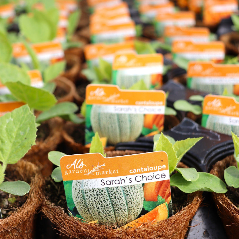 Cucumis melo 'Sarah's Choice' Cantaloupe, 4 Inch Annual